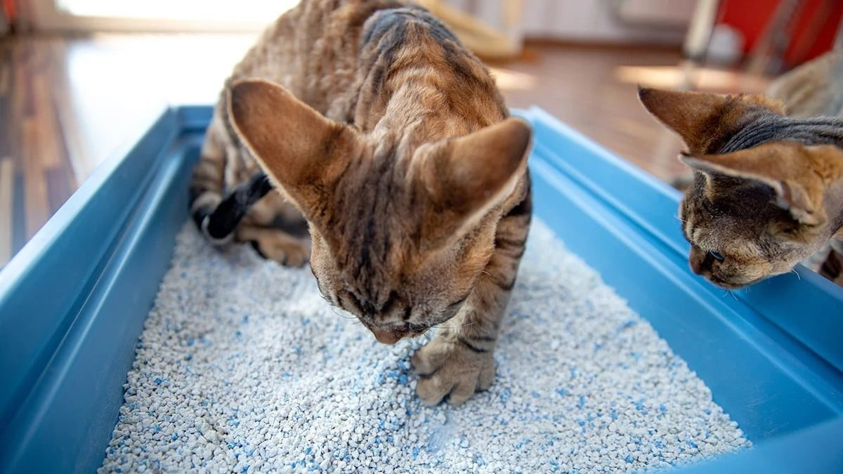 Cats Sand Substitute Aquarium