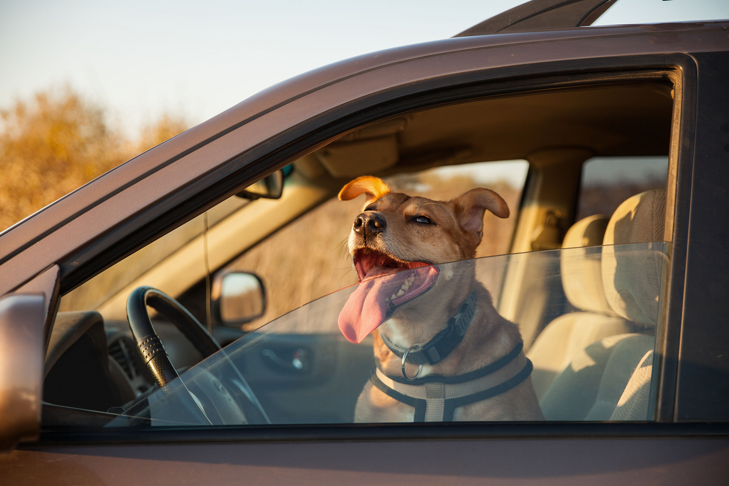 Dog in a hot car