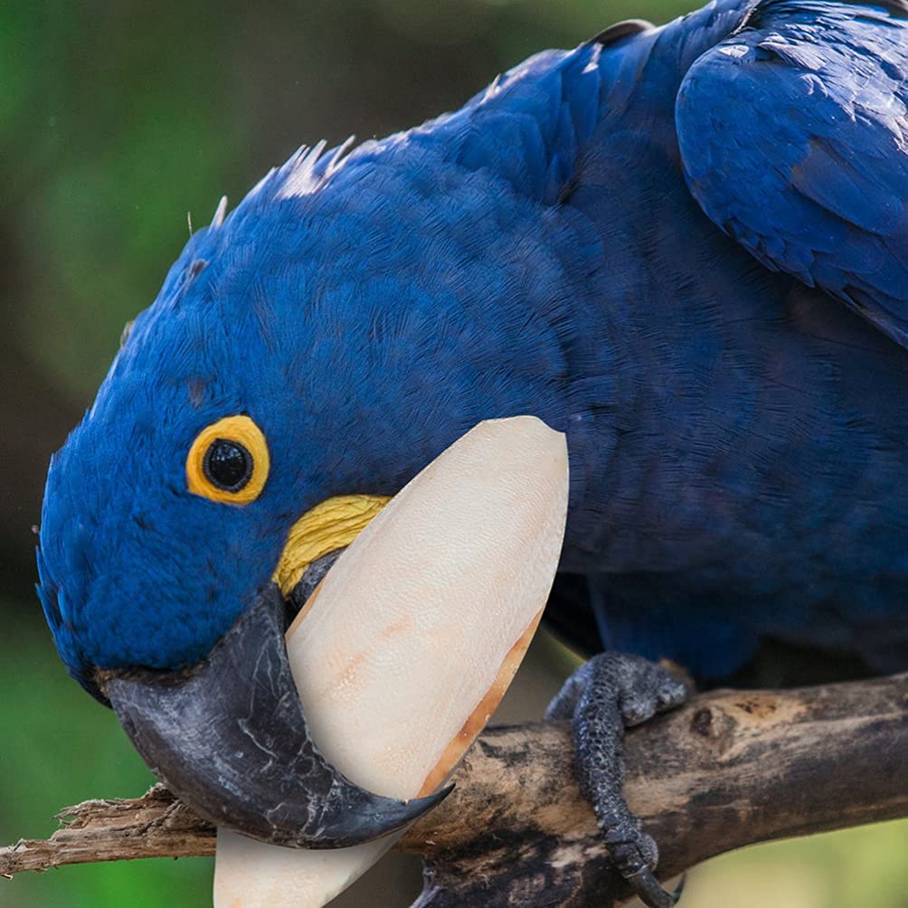 Birds Vitamins Stones