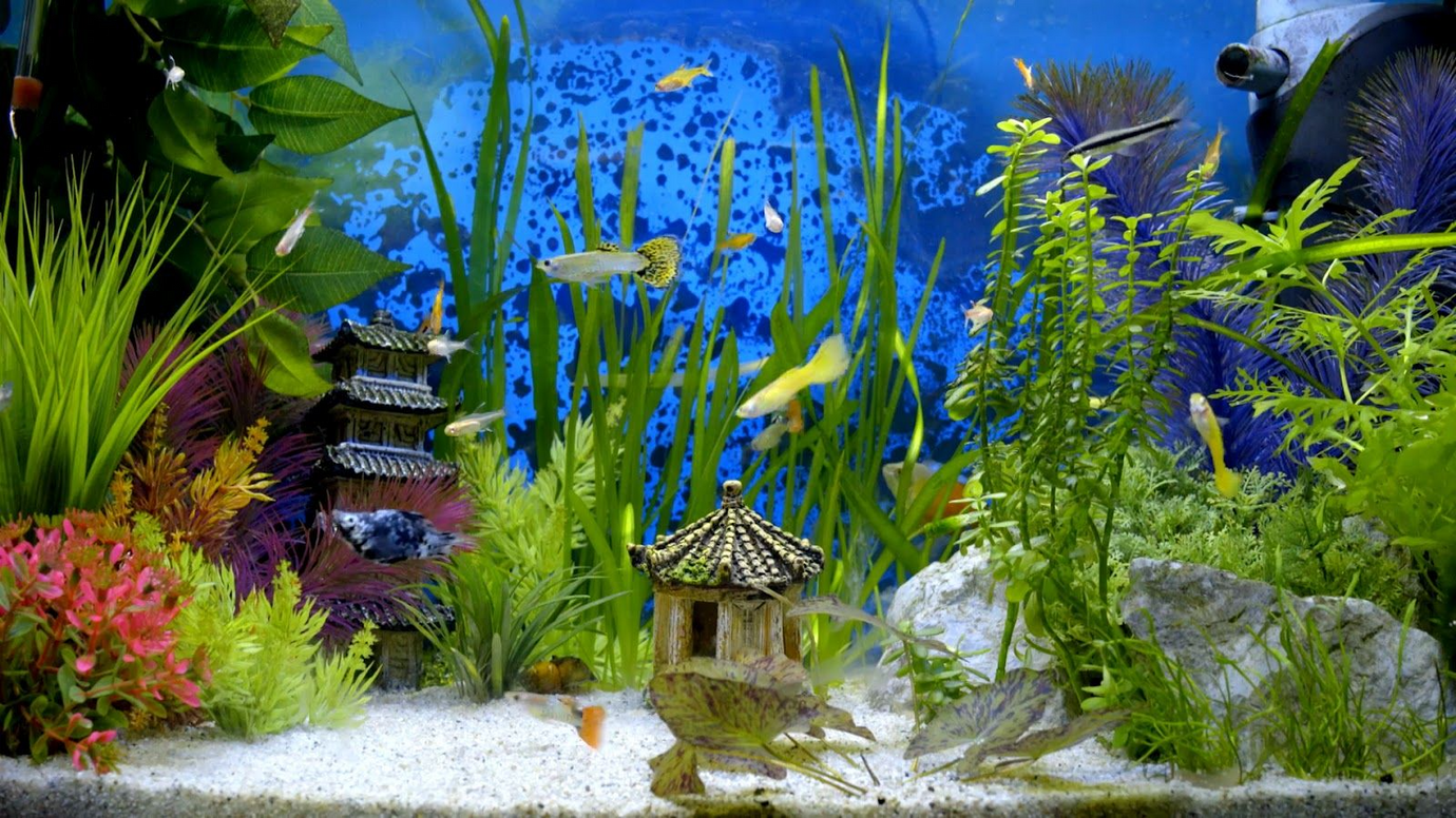 Aquarium Decores