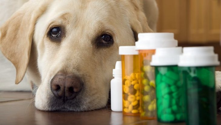 Dogs Supplements Tablets