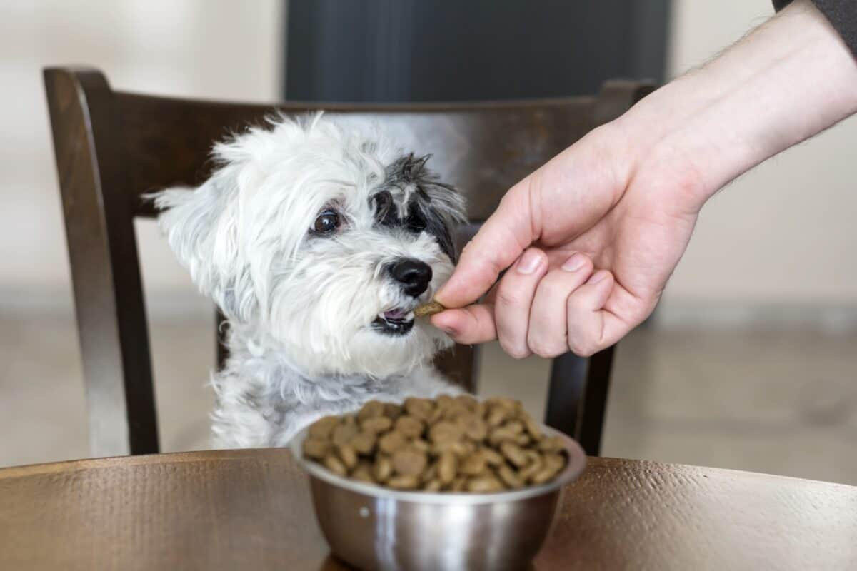 Puppy Dry Food