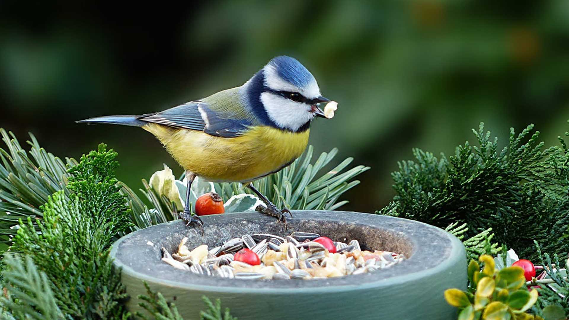 Birds Food