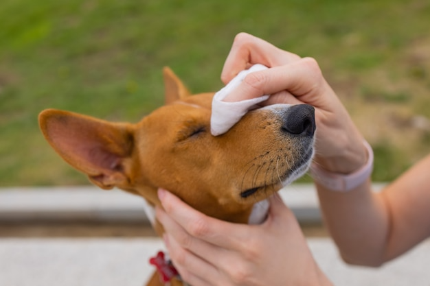 Dogs Wet Tissues