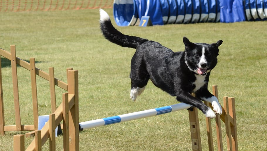 Dogs Training