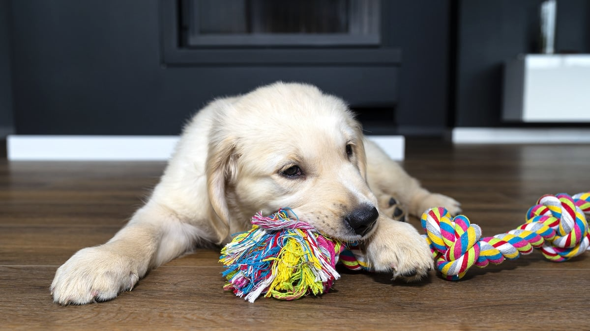 Dogs Toys Ropes