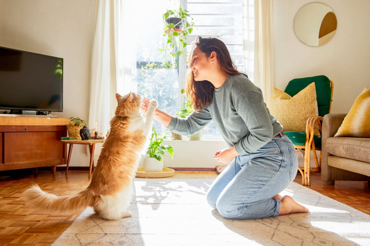 Cats Training And Cleaning