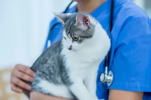 Cat Health And Beauty