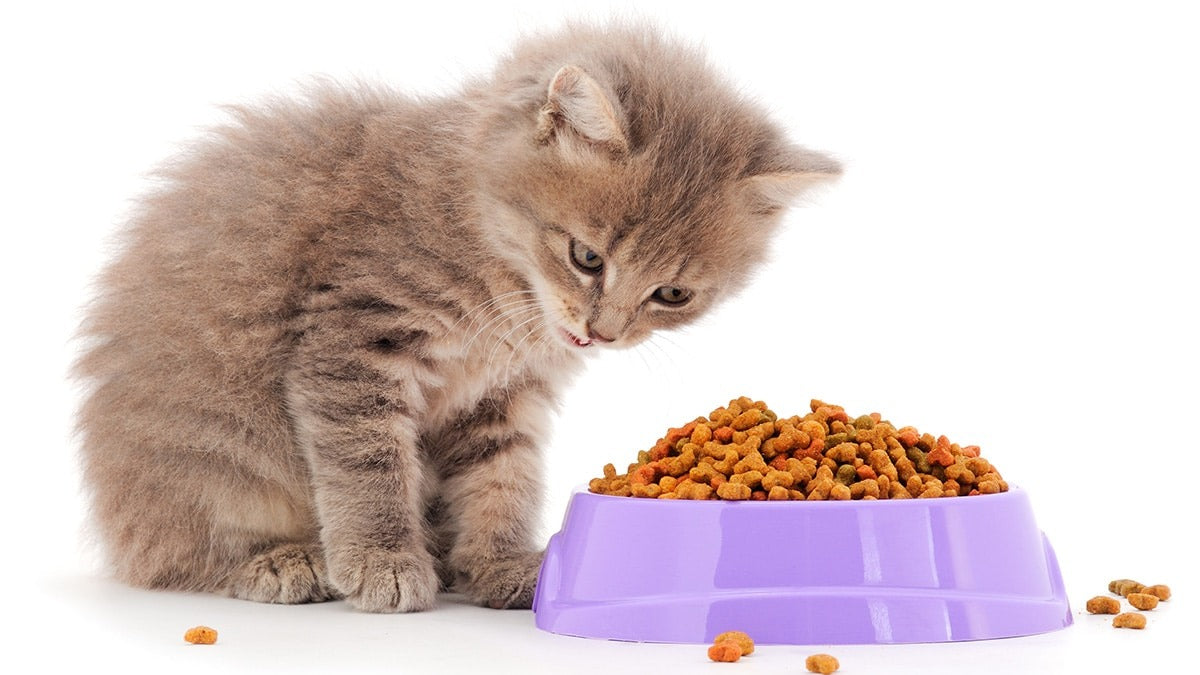 Kitten Cats Dry Food