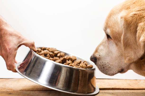 Dogs Dry Food