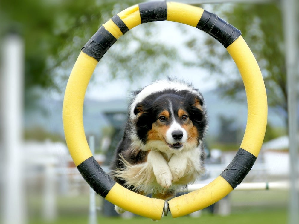 Dogs Training And Cleaning