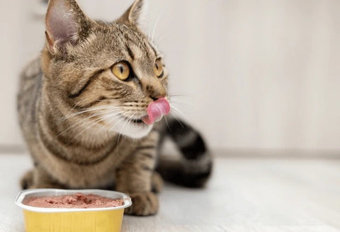 Wet Food