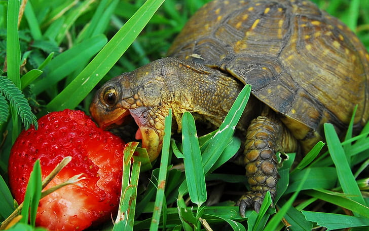 Reptiles Food