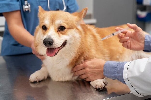 Dogs Health Care