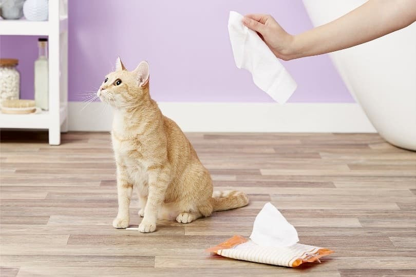 Cats Wet Tissues