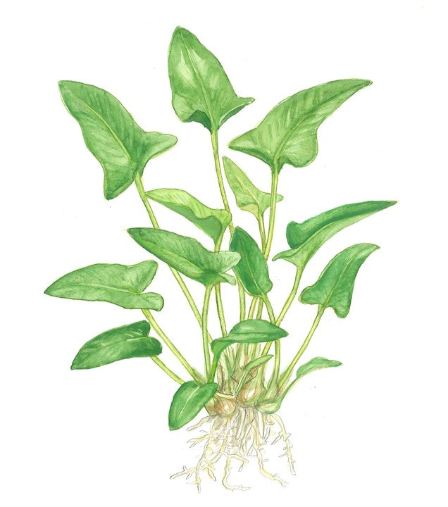 Anubias gracilis