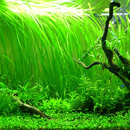 Vallisneria