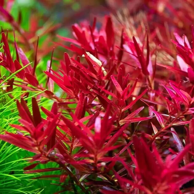 Rotala rotundifolia 'H'ra'