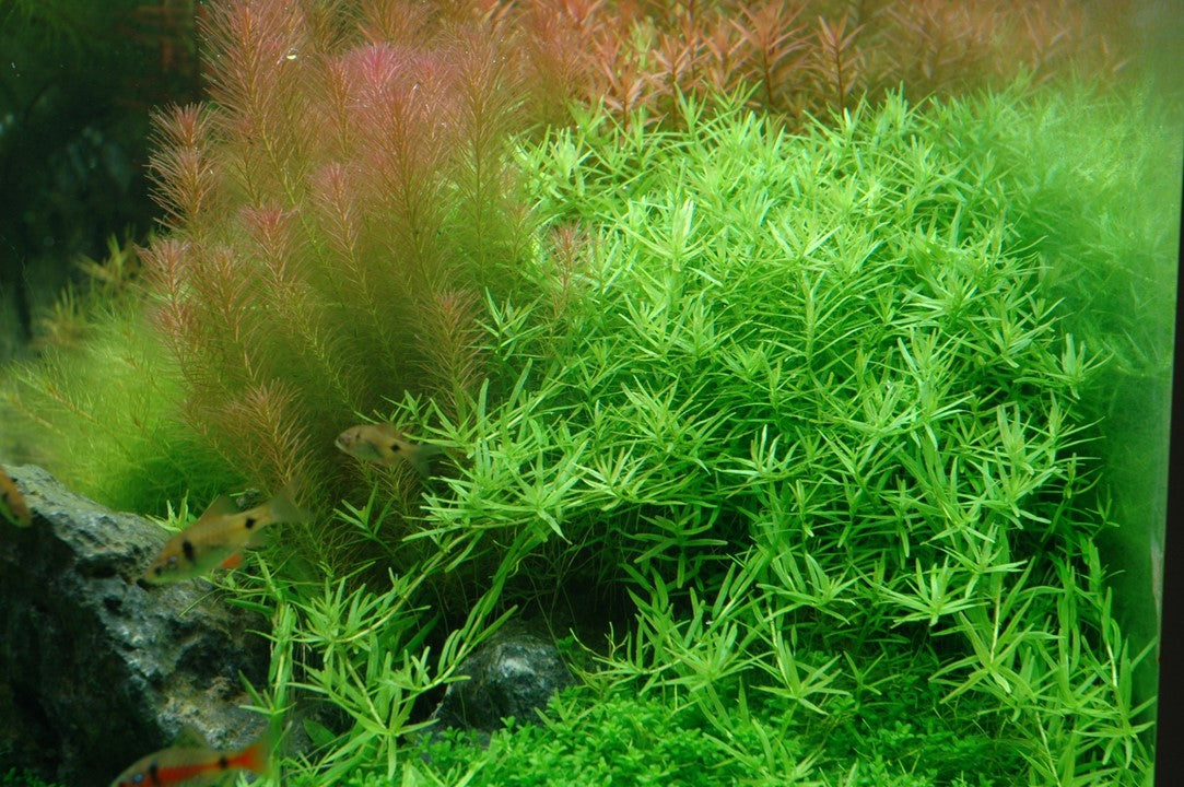 Rotala rotundifolia 'Green'