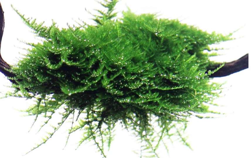 Vesicularia montagnei 'Christmas Moss'