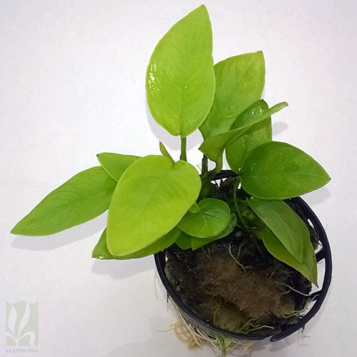 Anubias Nana "Gold" (pot)