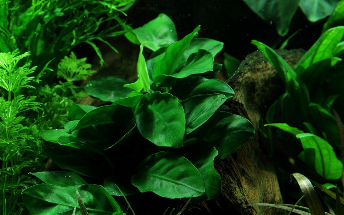 Anubias barteri var. nana