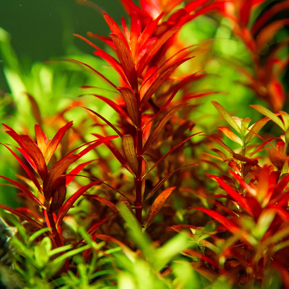 Rotala rotundifolia 'Blood Red'