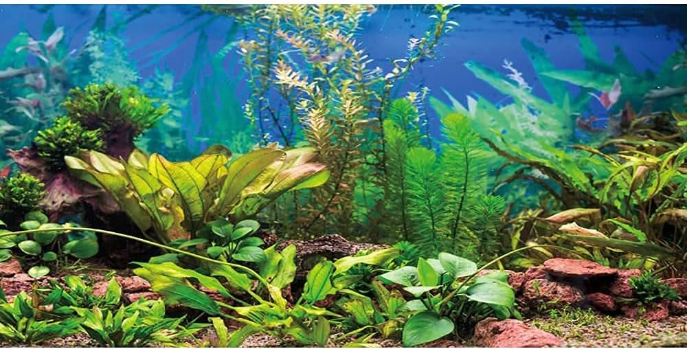 AWERT s Aquarium Background Aquatic Plant River Bed & Lake Fish Tank Background Vinyl