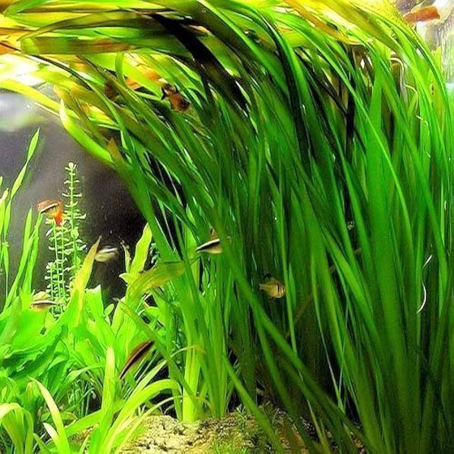 Vallisneria