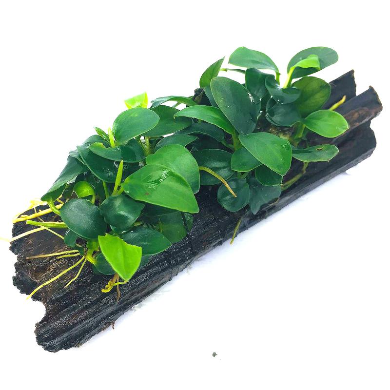 Anubias barteri var. nana on wood