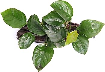 Anubias barteri sp. on wood