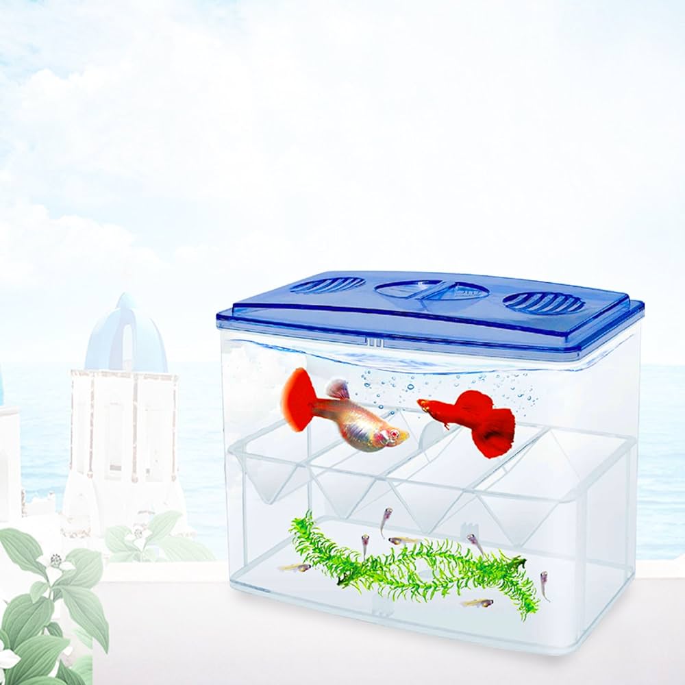 HAQOS 3 in 1 betta box and breeder box