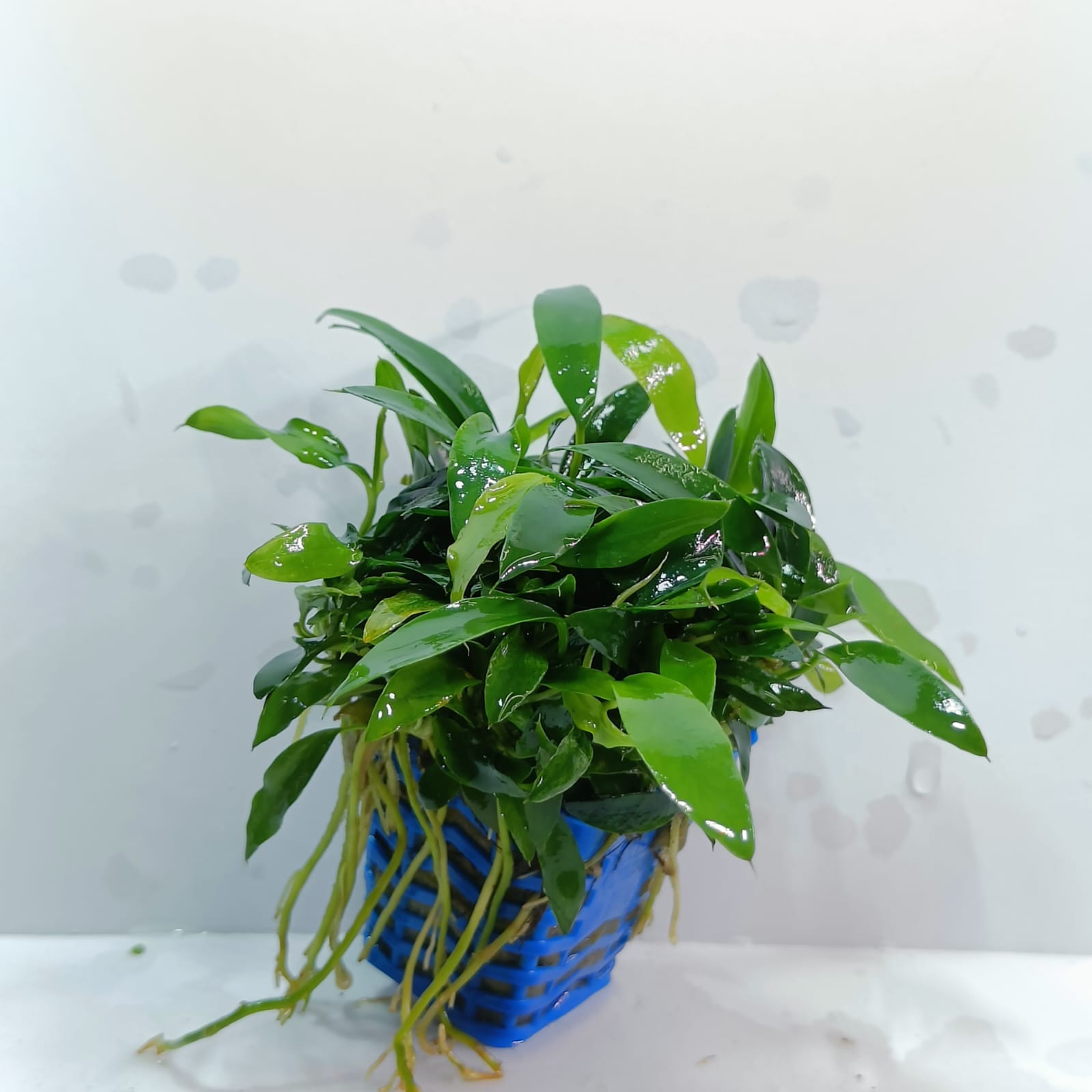 Anubias barteri var. glabra (Pot) – Aquarium
