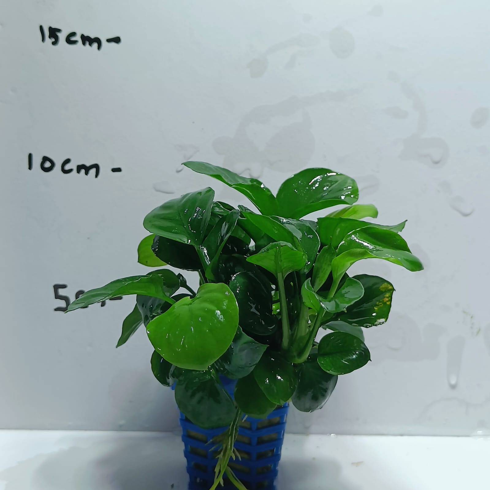 Anubias barteri var. nana ‘Coin’ (Pot) – Aquarium