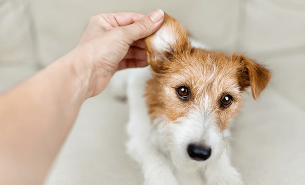 Dog Ears & Eyes Cleaning