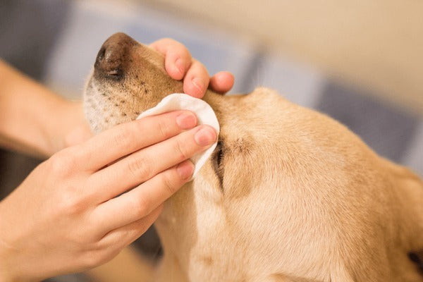 Dog Ears & Eyes Cleaning