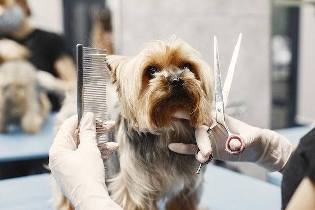 Dog Shaving & Shower