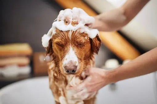 Dog Shaving & Shower