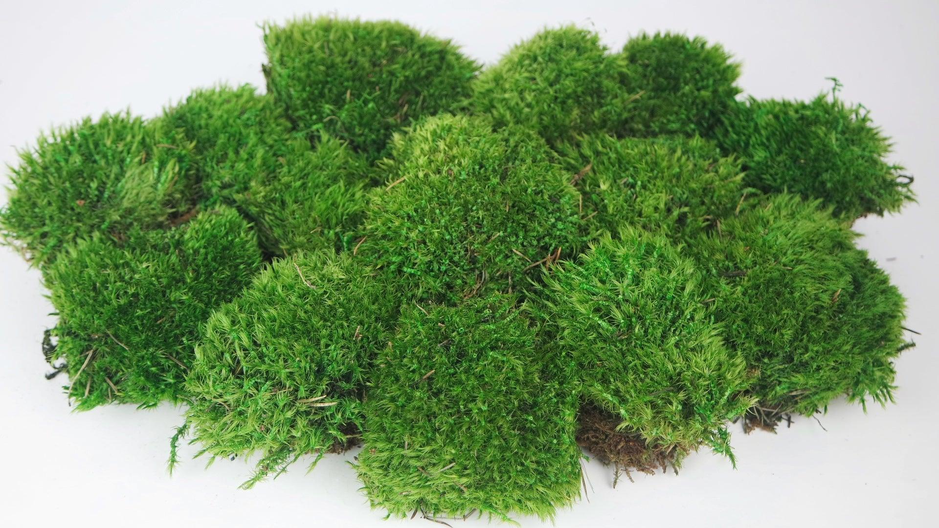 Mood Moss- for terrarium