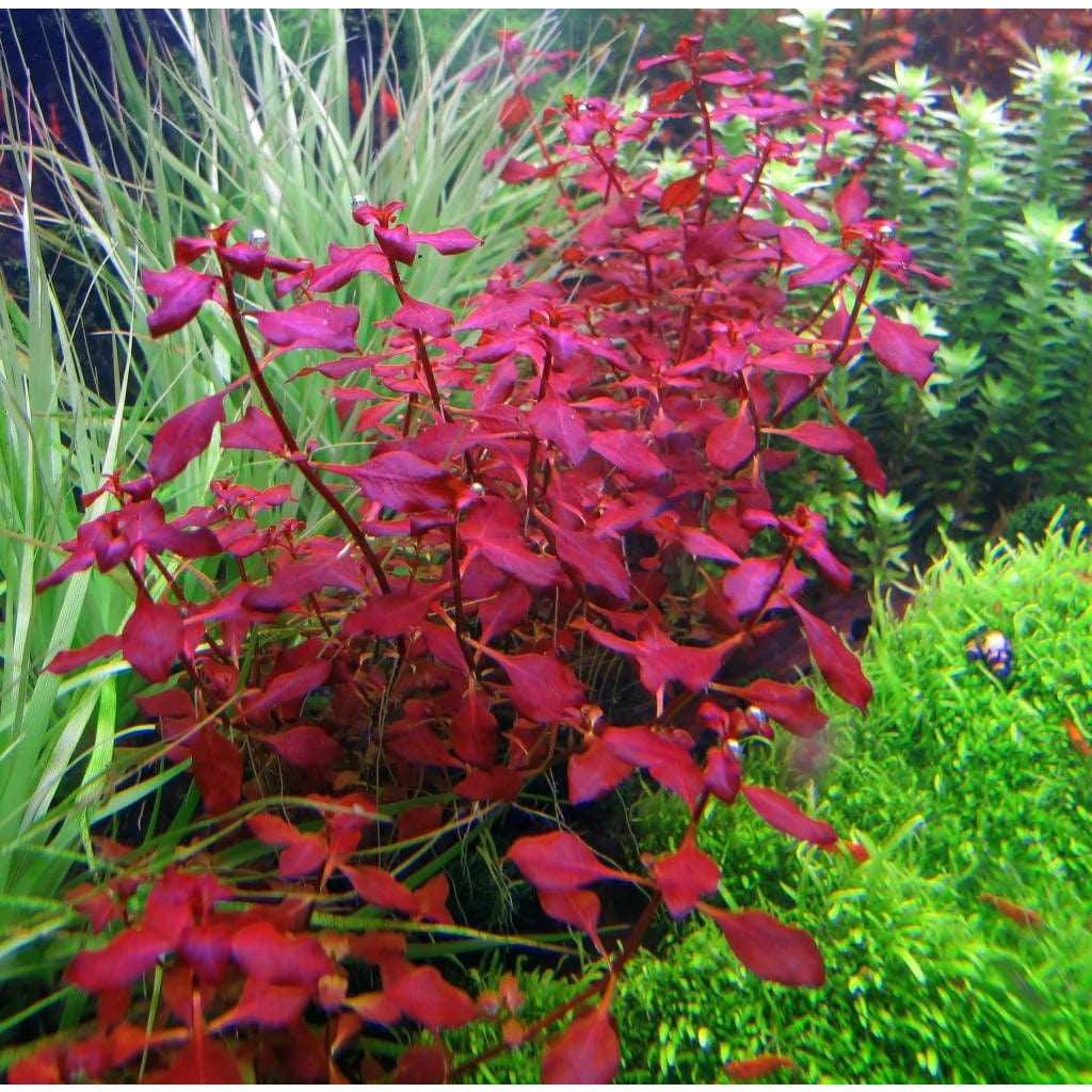 Ludwigia palustris 'Super Red'