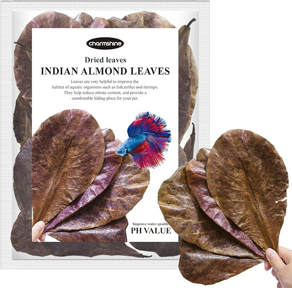Indian Almond Leaves Size 5-10
