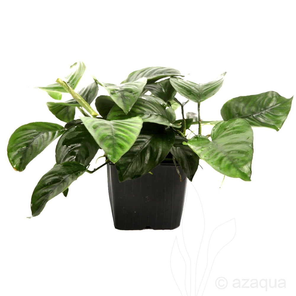 Anubias barteri var. caladiifolia