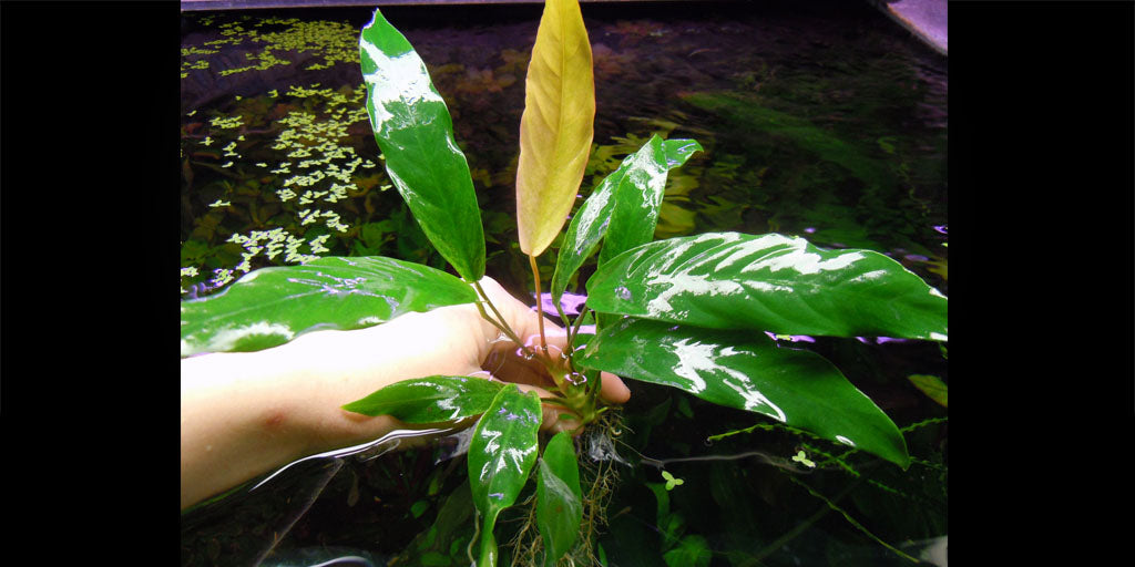 Anubias barteri var. glabra