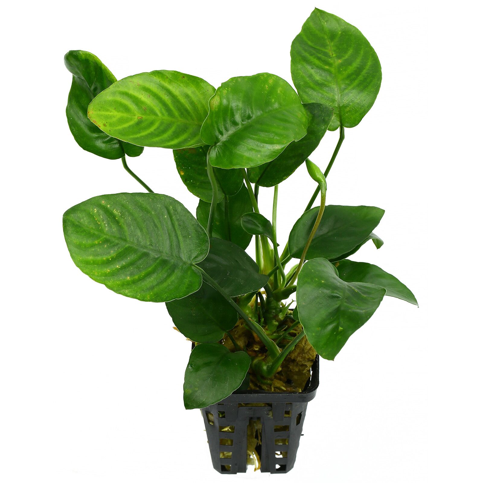 Anubias barteri var. nana