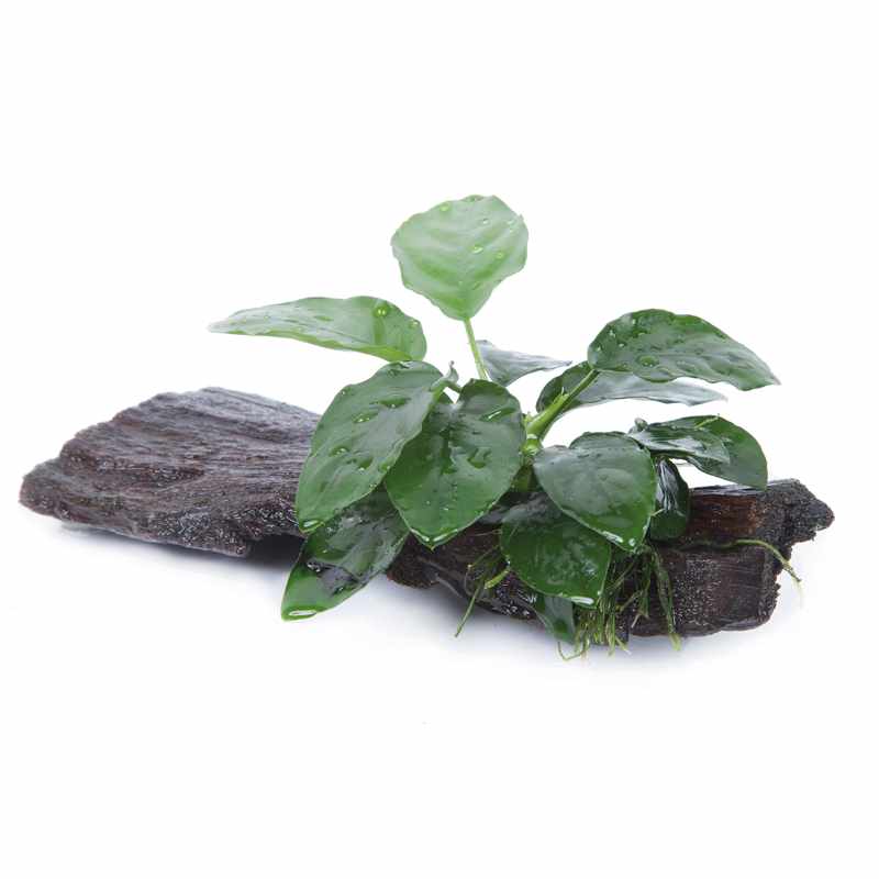 Anubias barteri var. nana on wood