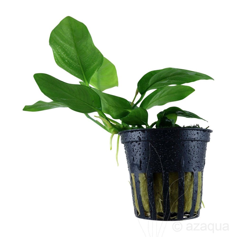 Anubias barteri var. nana