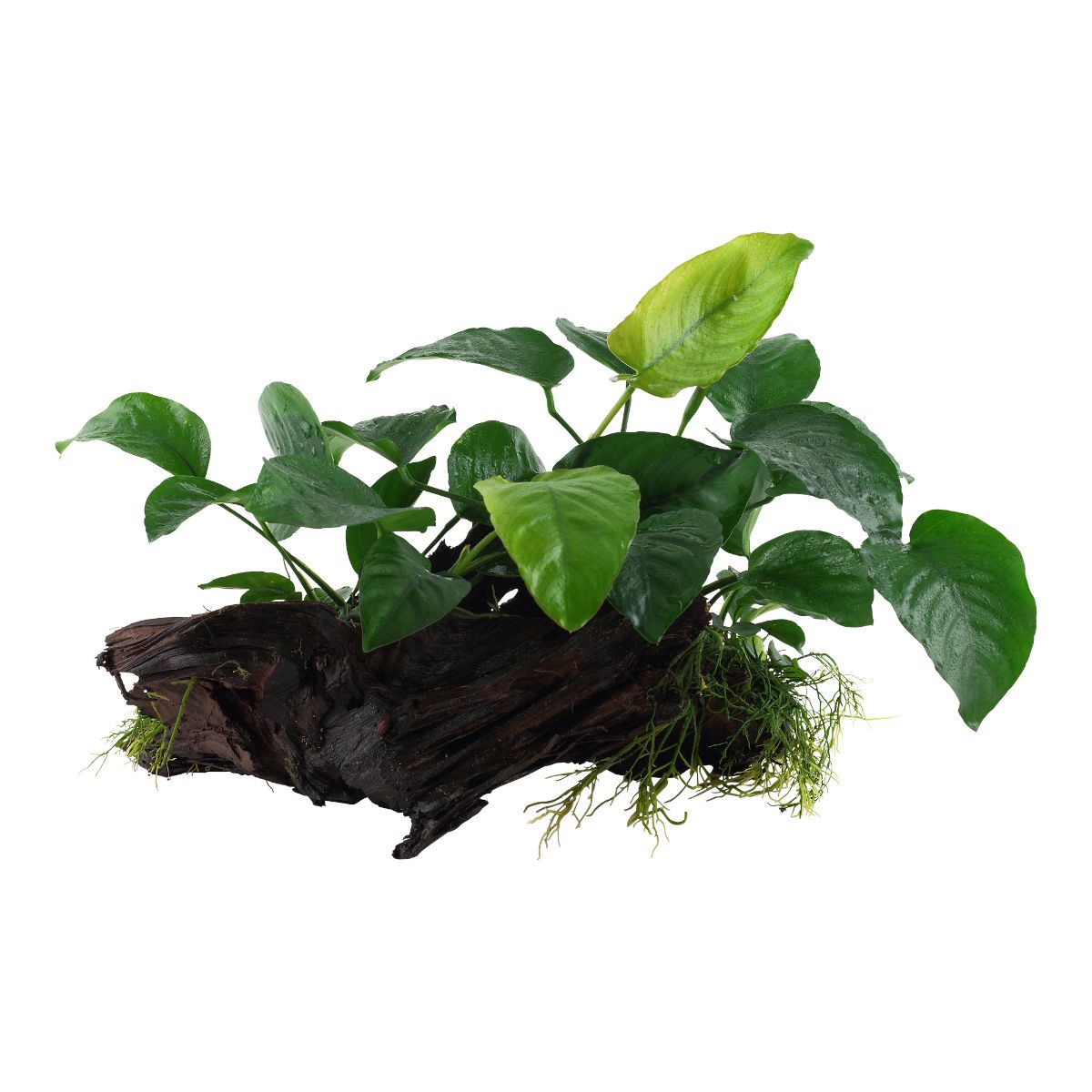 Anubias barteri sp. on wood