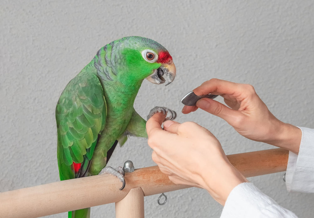 Bird Nail Cutting & Beak Trimming