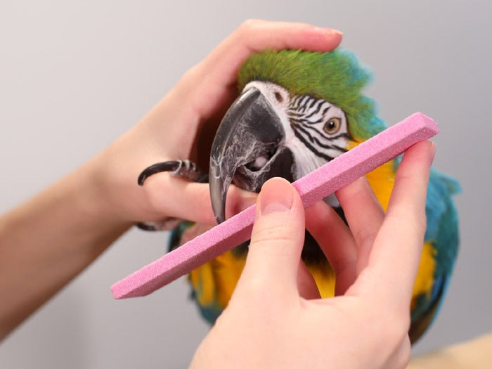 Bird Nail Cutting & Beak Trimming