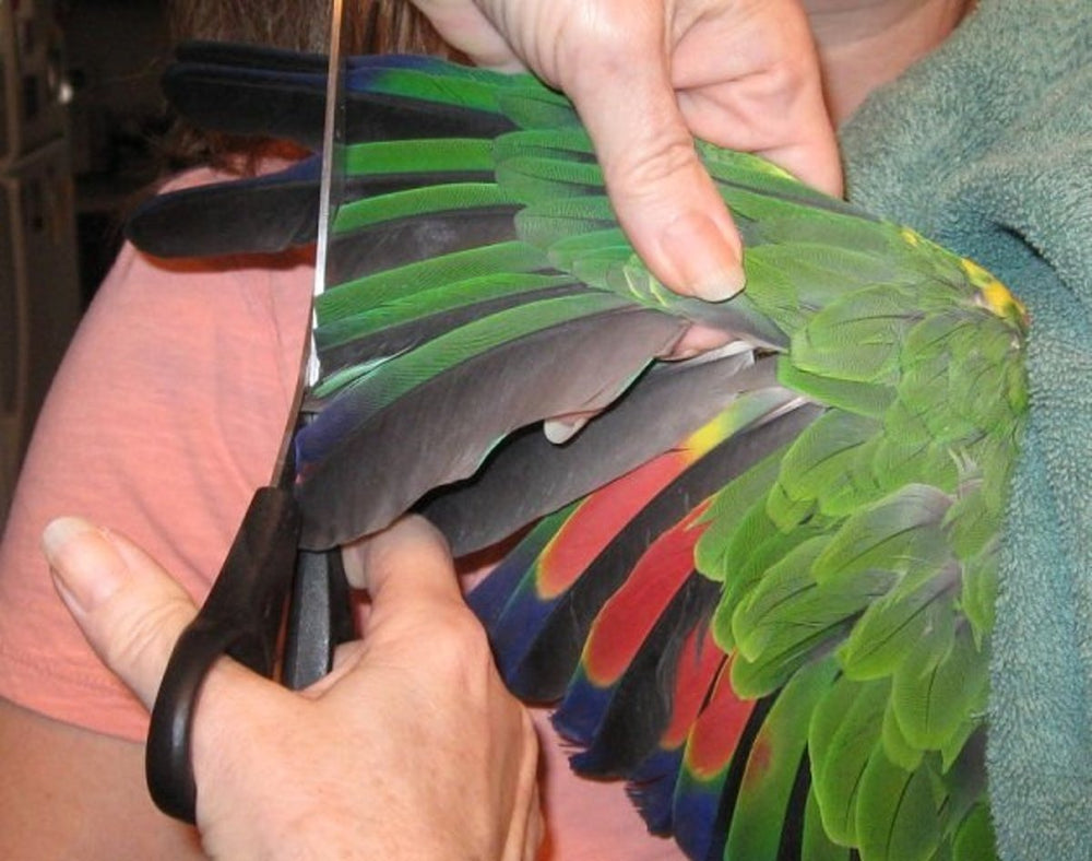 Bird Wings Clipping